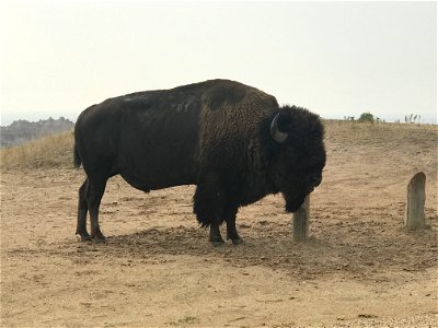 Badlands Bison