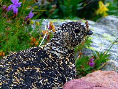 Ptarmigan