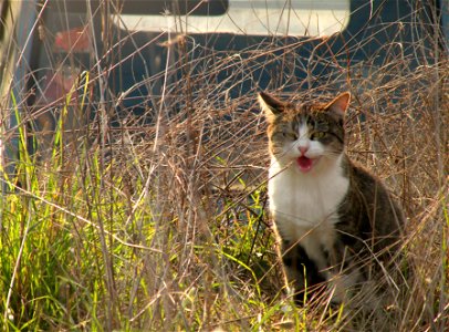 Miaow....
