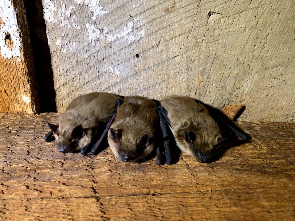 Big brown bats (Eptesicus fuscus) on roof beam_03