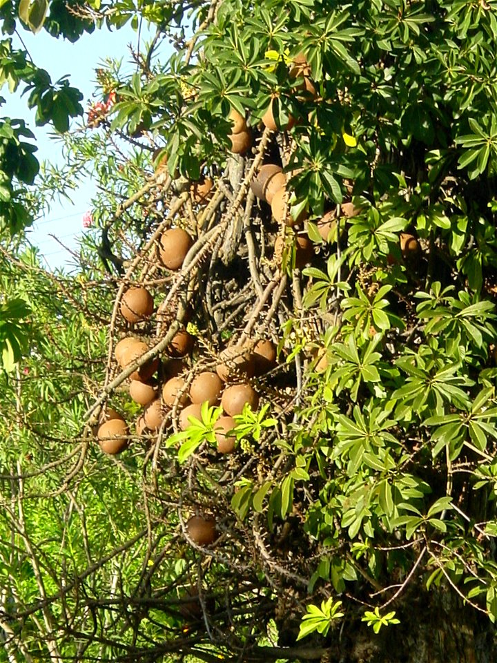 Canonball Tree 2