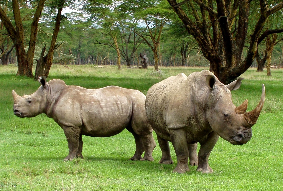 White rhinoceros South Africa