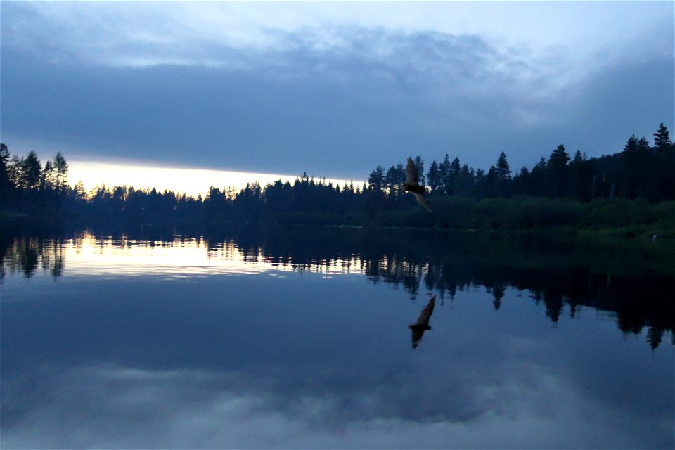 Bat over lake_4