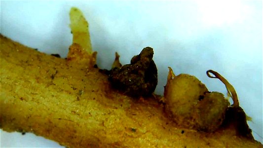 Nitrogen nodule on Lupine root