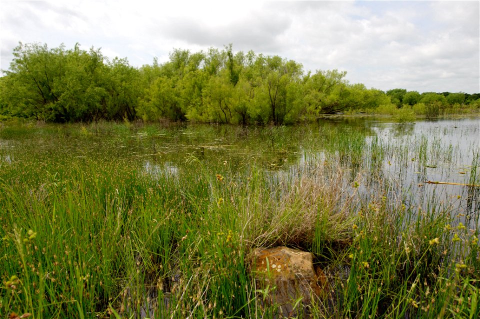wetlands
