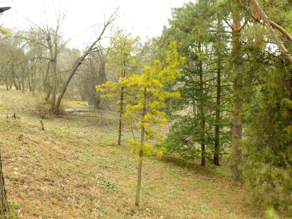 Hryshko National Botanical Garden