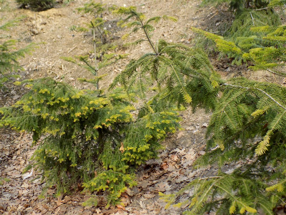 Hryshko National Botanical Garden