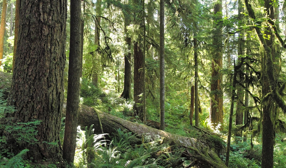 Forest on Olympic National Park
