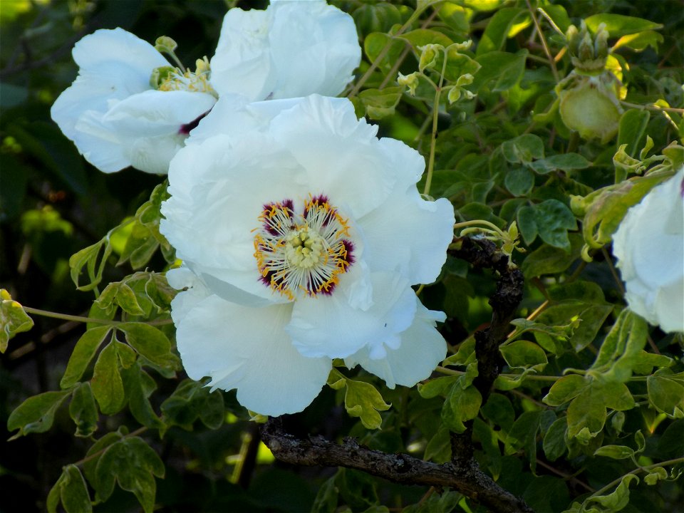 Hryshko National Botanical Garden
