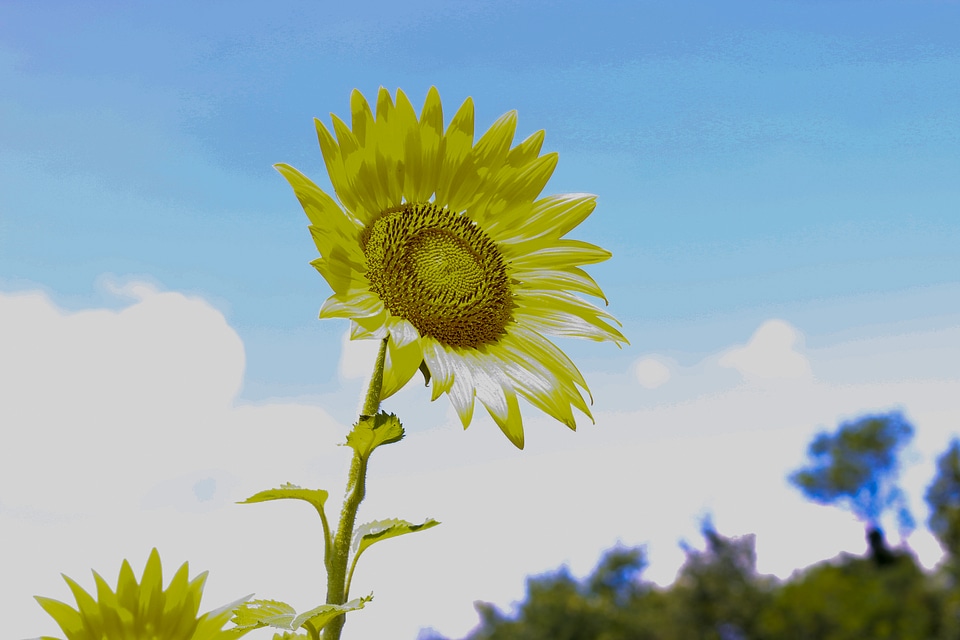 Beautiful landscape with sunflower field