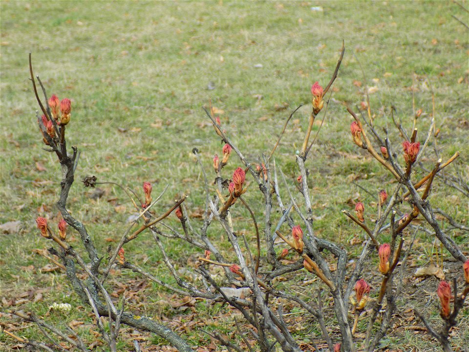 Hryshko National Botanical Garden