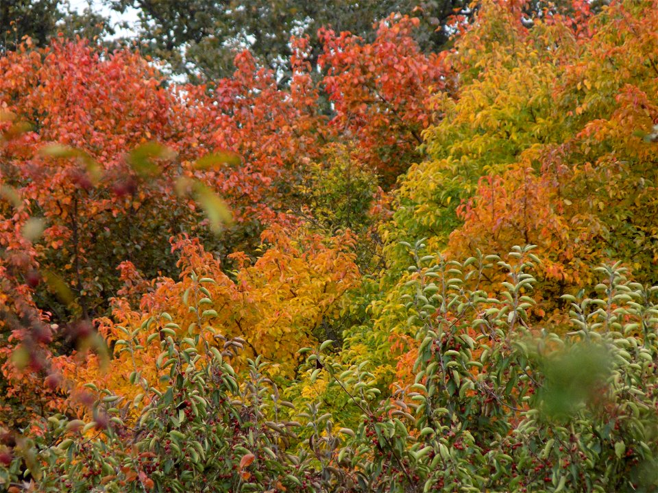 Hryshko National Botanical Garden