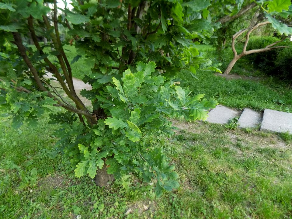 Hryshko National Botanical Garden