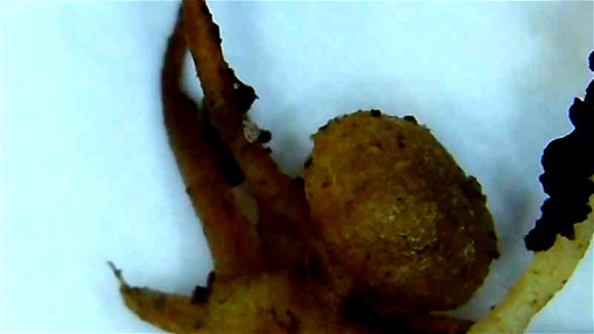 Nitrogen nodule on Lupine root