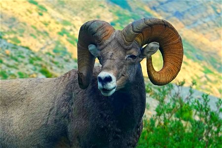 Bighorn