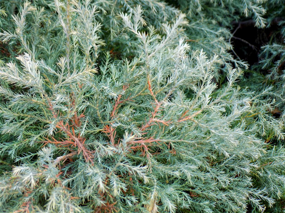 Hryshko National Botanical Garden