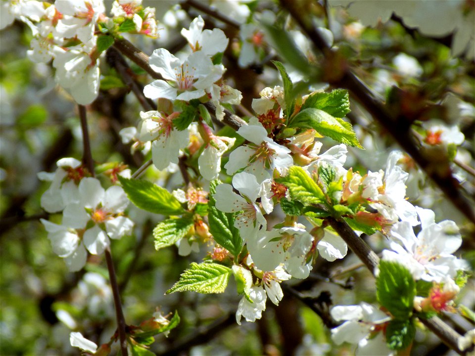 Hryshko National Botanical Garden