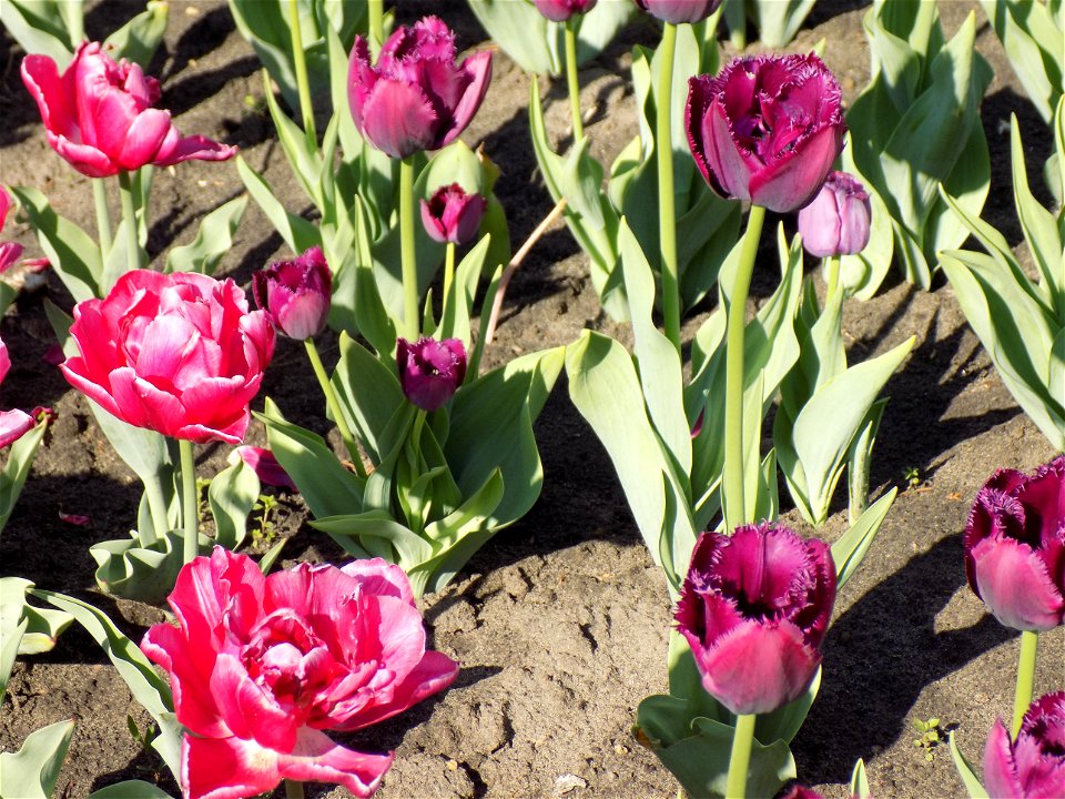 Hryshko National Botanical Garden