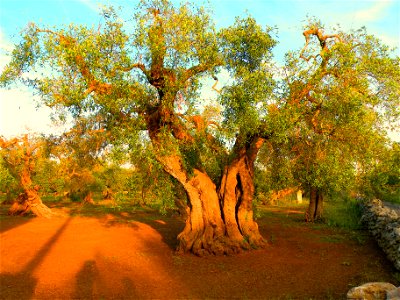 A wanderful olive tree