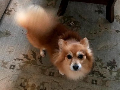Bandit Chihuahua Dog
