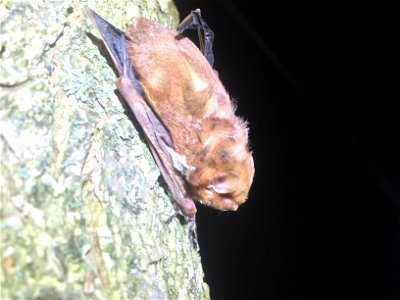 Male eastern red bat (Lasiurus borealis) resting on a tree