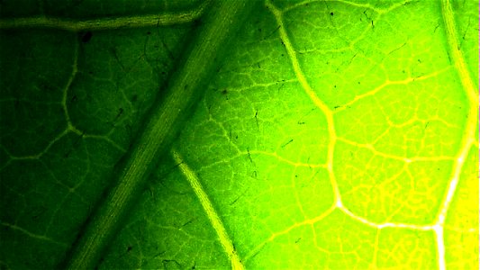 Dandelion leaf under backlit magnification