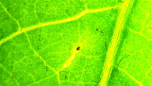 Dandelion leaf under backlit magnification