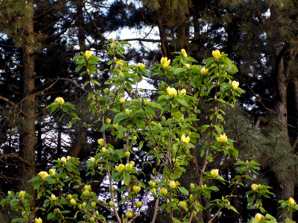 Hryshko National Botanical Garden