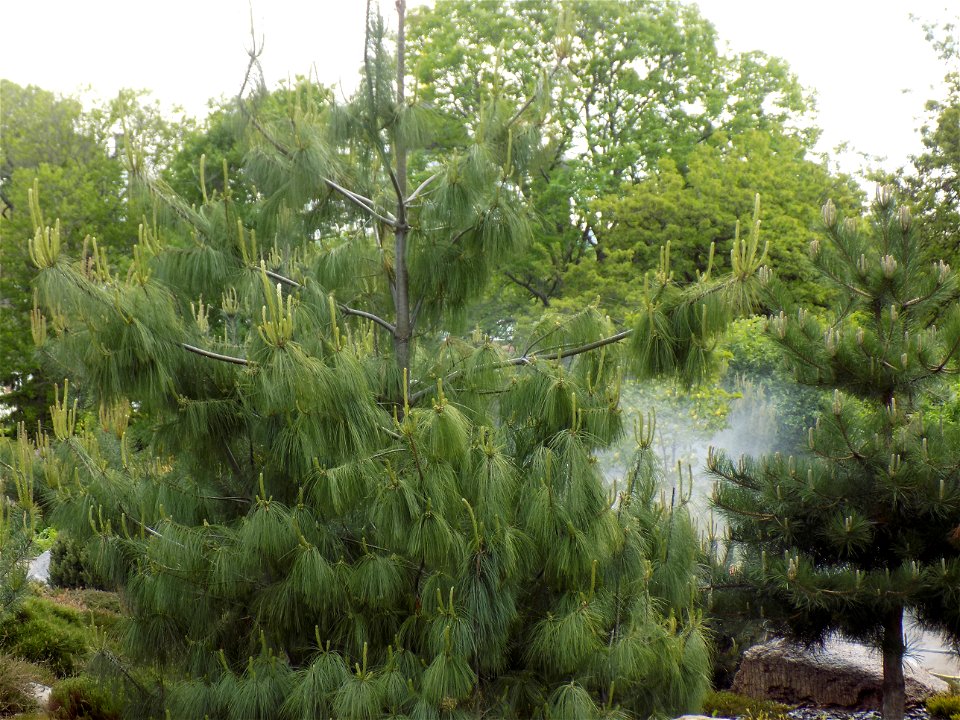 Hryshko National Botanical Garden