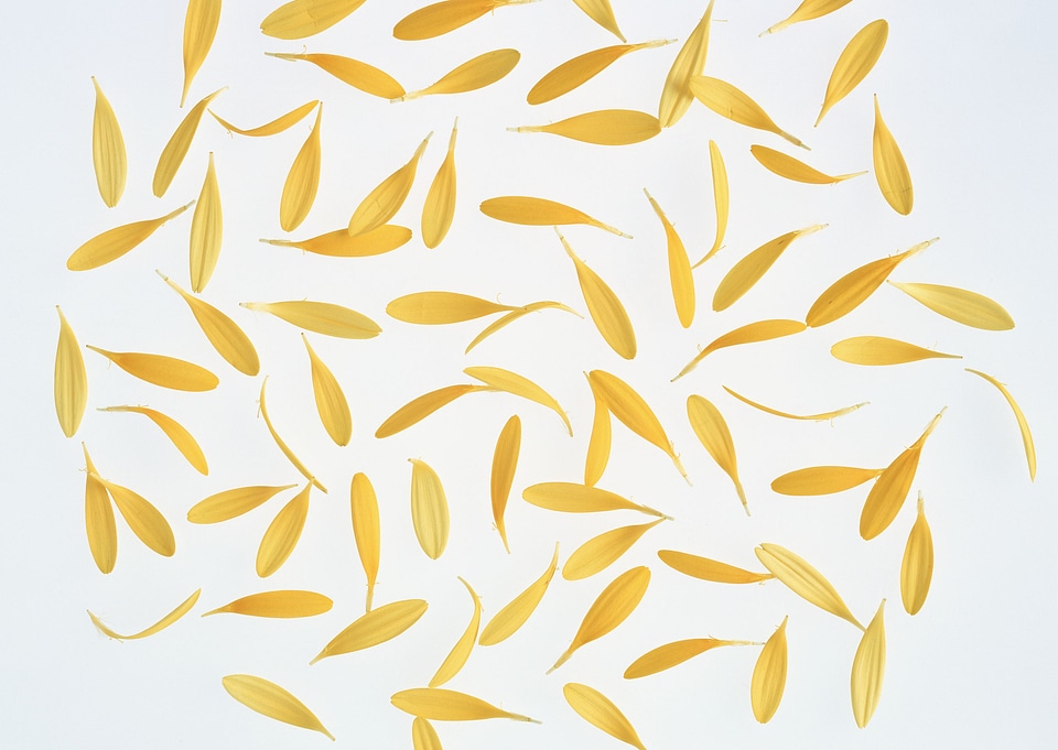 Yellow petals on blue background