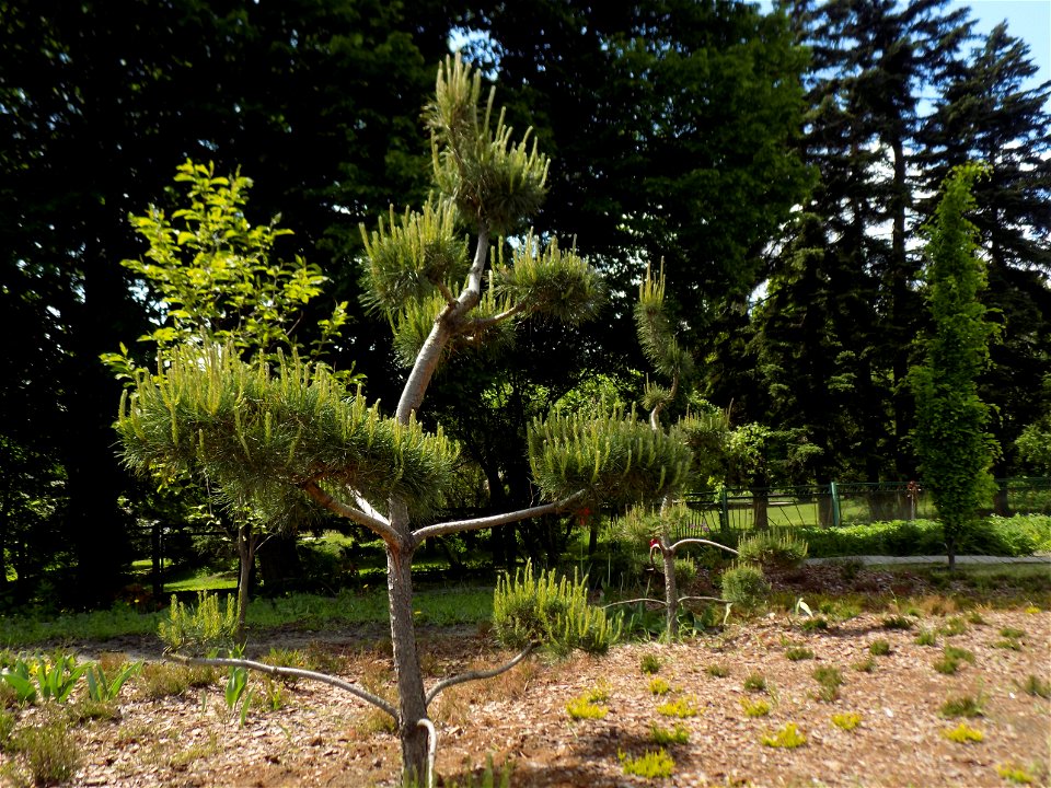 Hryshko National Botanical Garden