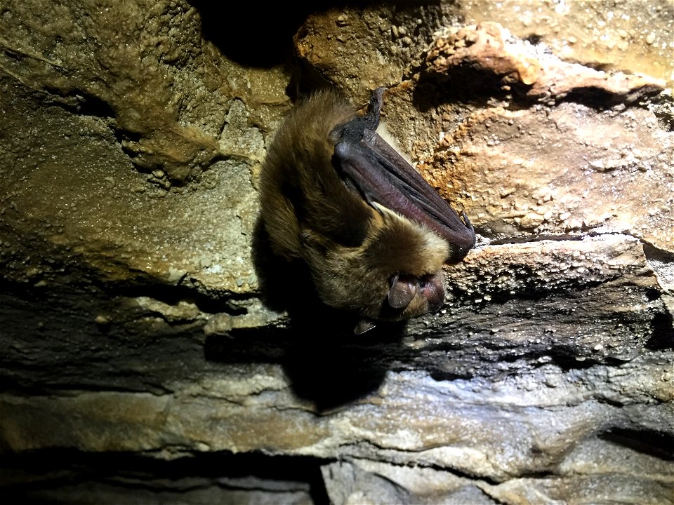 Big brown bat (Eptesicus fuscus)