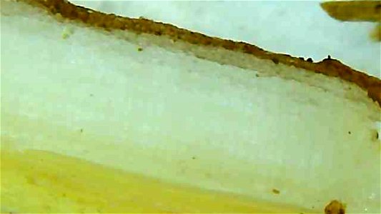 Dandelion root and stem cross sections under magnification