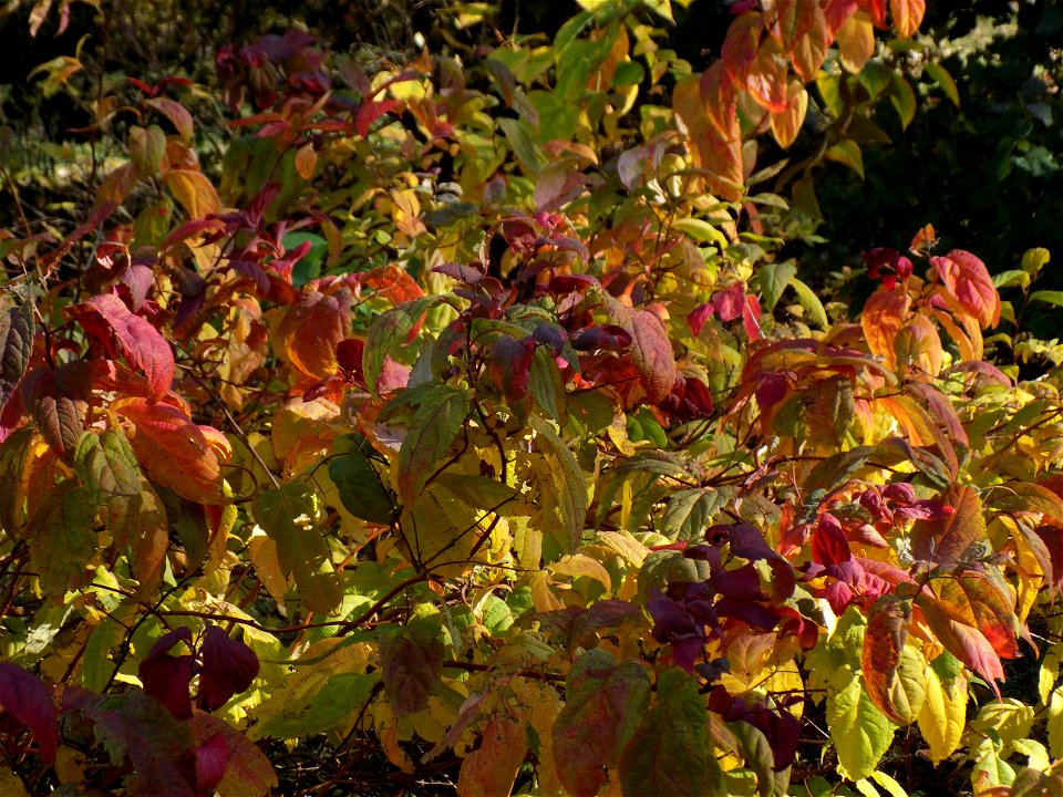 Hryshko National Botanical Garden