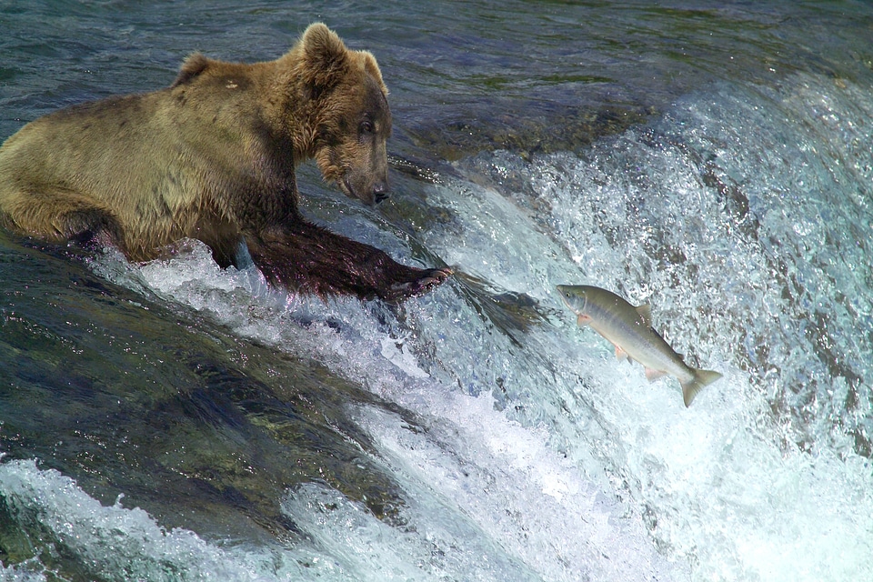 Brown bear fishing for sockeye salmon