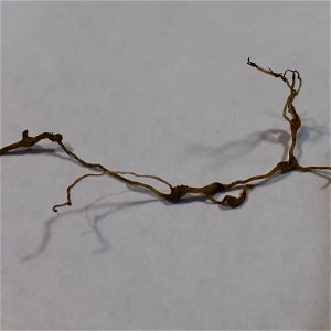 Nodules on dandelion root system