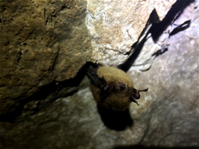 Hibernating little brown bat (Myotis lucifugus)