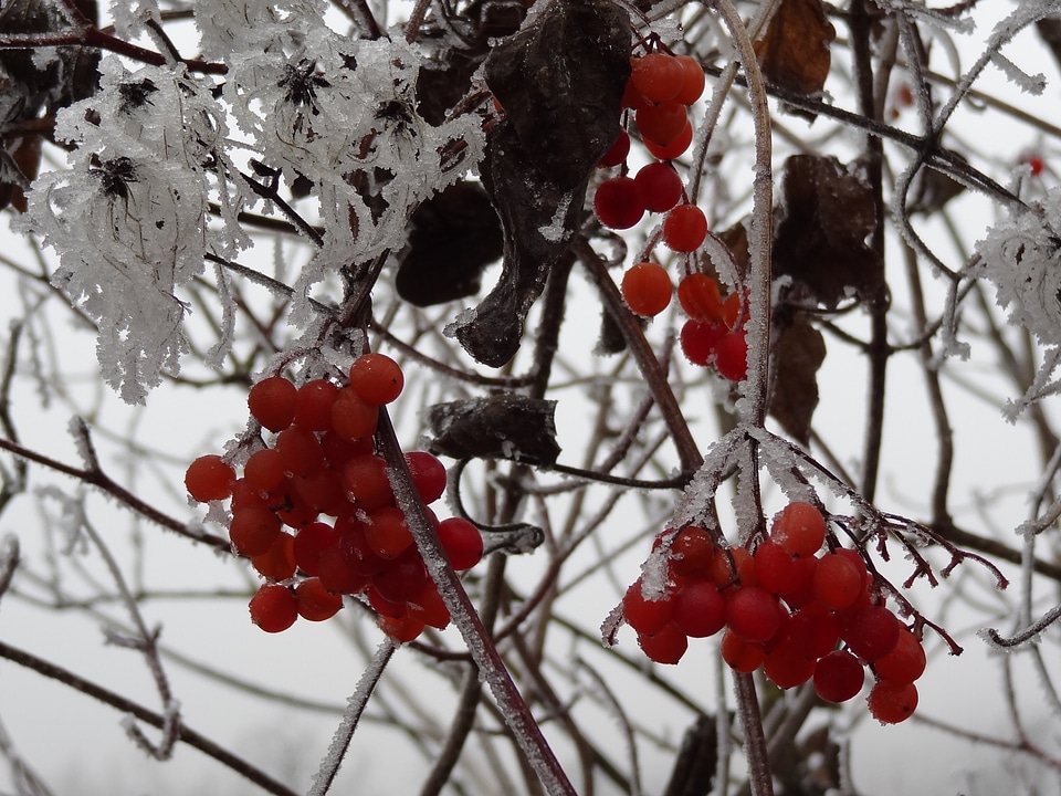 Red frozen rowan berries on foggy sky