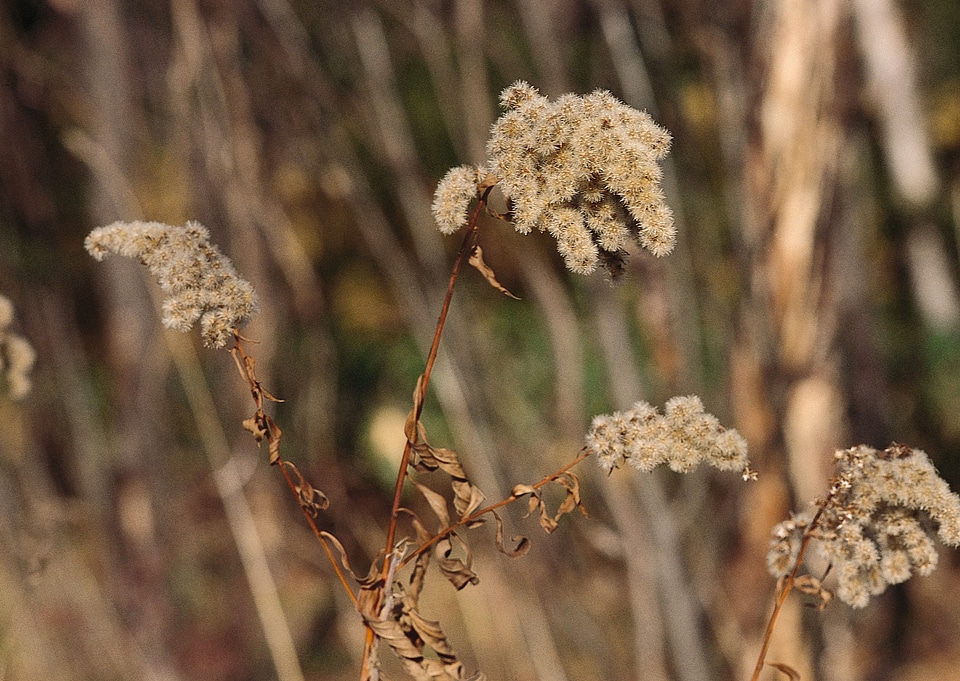 Vase of dried soft autumn flowers. Rabbit Tail Grass
