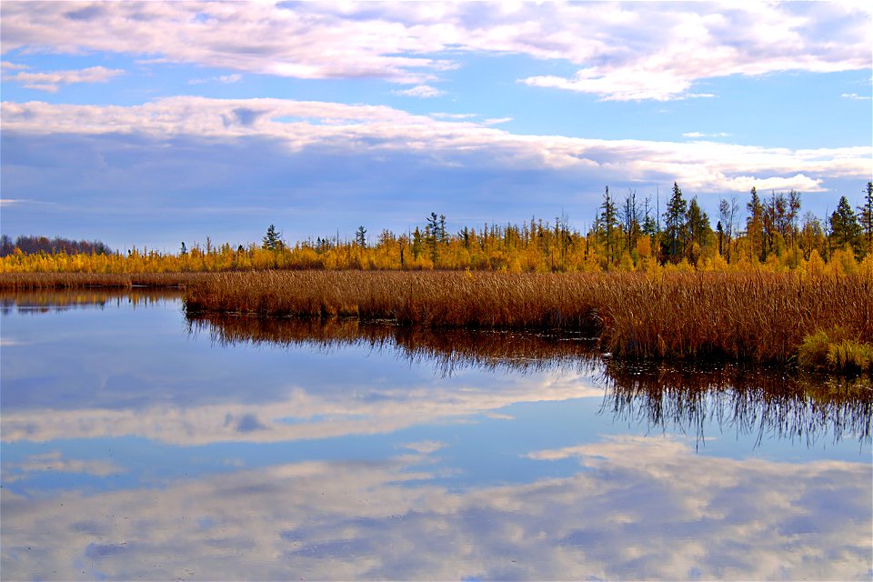 Autumn Visit To Mer Bleue Bog, Ottawa