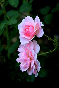 Pink Rose Pair photo