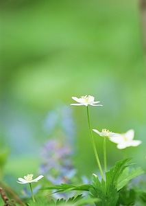 Beautiful white wildflower in green background