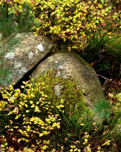 Bilberry bushes around a granite boulder