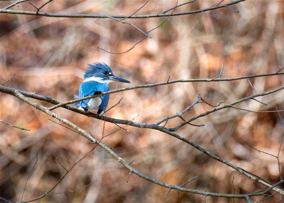 Belted Kingfisher