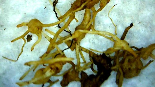 Nodules on dandelion root system