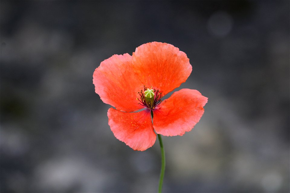 Midsummer Wildflower, Orange-Red