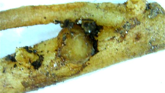 Nitrogen nodule on Lupine root