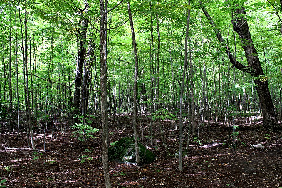 Early Autumn Forest