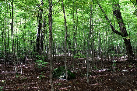 Early Autumn Forest photo