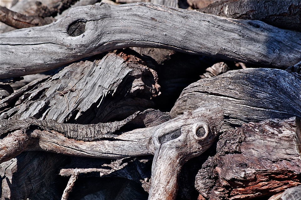 Nature forest texture